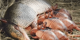 Baby:Heyrgihc5z4= Armadillo