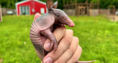 Baby:Heyrgihc5z4= Armadillo