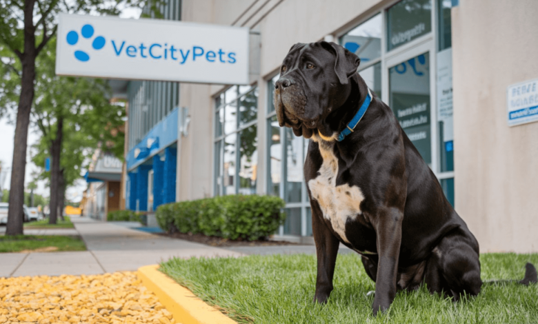 Ветеринарная Клиника VetCityPets