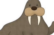 Clipart:Xxcqbtjuuj0= Walrus