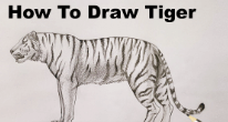 Sketch:Uye9dl1im6e= Tiger