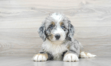 Puppy:Ihhz1j0nkcy= Bernedoodle