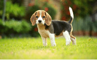 Puppy:1chd8mtfua4= Beagle