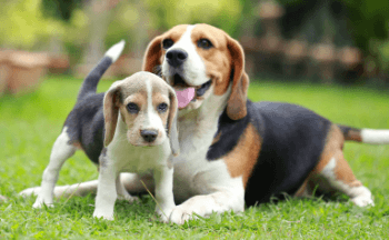 Puppy:1chd8mtfua4= Beagle