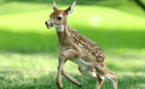 Baby:Hmv1xdxnlei= Deer