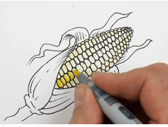 Drawing:Oonij0pwk0w= Corn