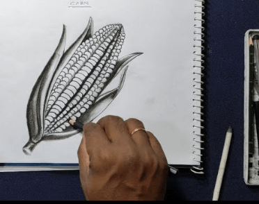 Drawing:Oonij0pwk0w= Corn