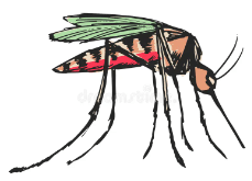 Drawing:Wifbrgz4m0o= Mosquito