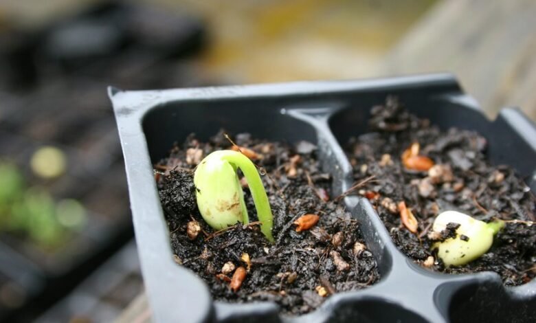 catalyst pulse start growth