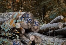 inspect and log numbered entries